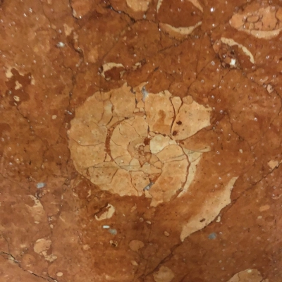 Áčko očima paleontologa